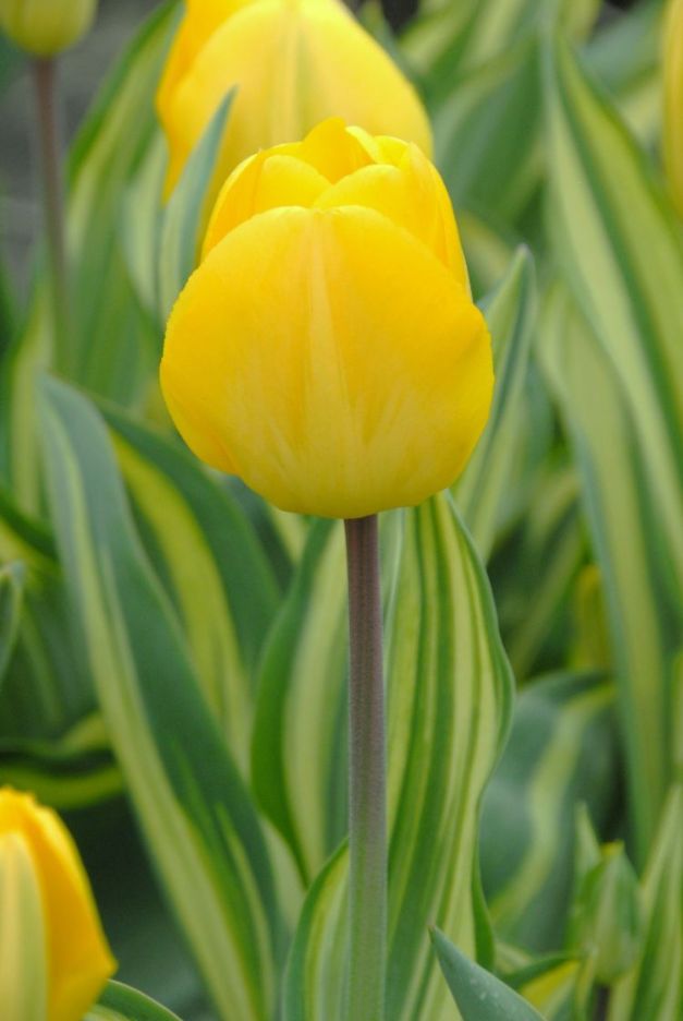 Tulpen Yellow Wave